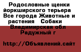 Родословные щенки йоркширского терьера - Все города Животные и растения » Собаки   . Владимирская обл.,Радужный г.